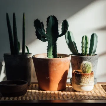 Houseplant hacks: should plants rest in the dark over winter ?