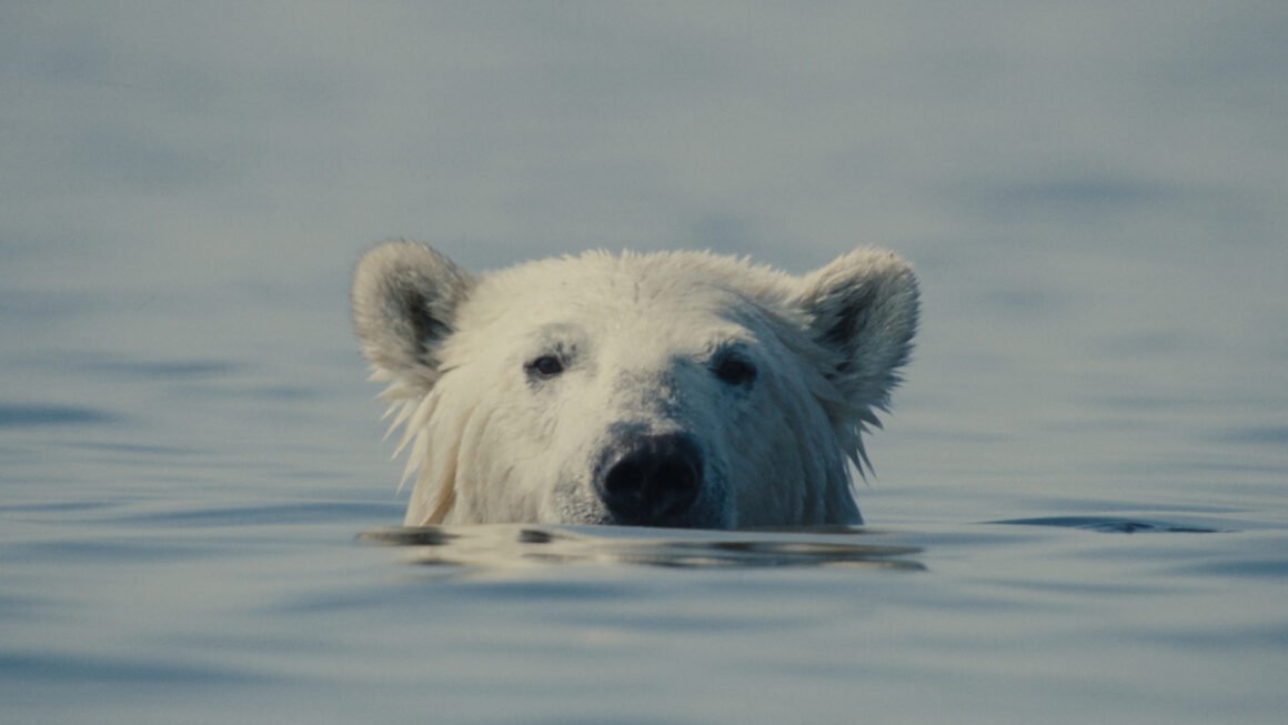 Mubi Sets Theatrical Release for Sundance Prize Winning Doc ‘Nuisance Bear’ – Film News in Brief