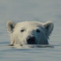 Mubi Sets Theatrical Release for Sundance Prize Winning Doc ‘Nuisance Bear’ – Film News in Brief